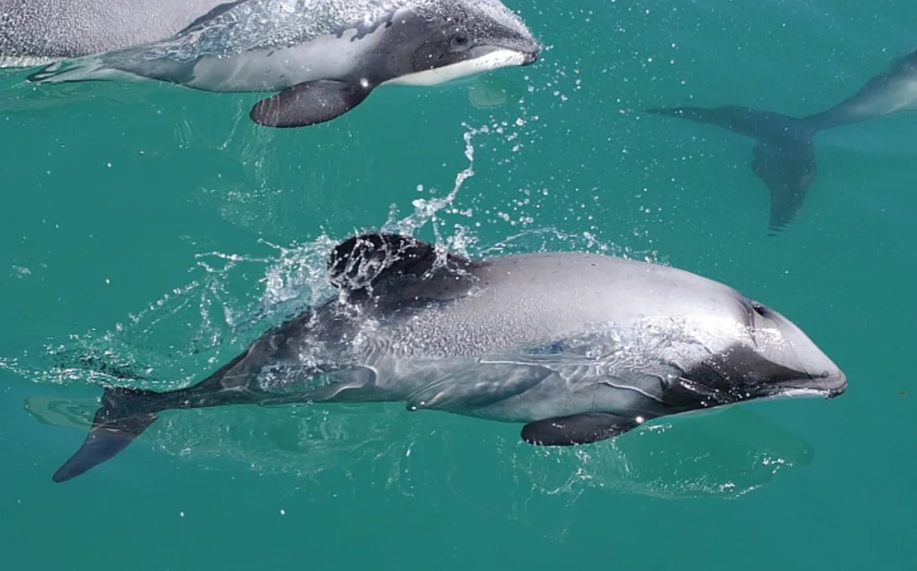 Rare Hector's or Māui dolphin spotted in Northland prompts